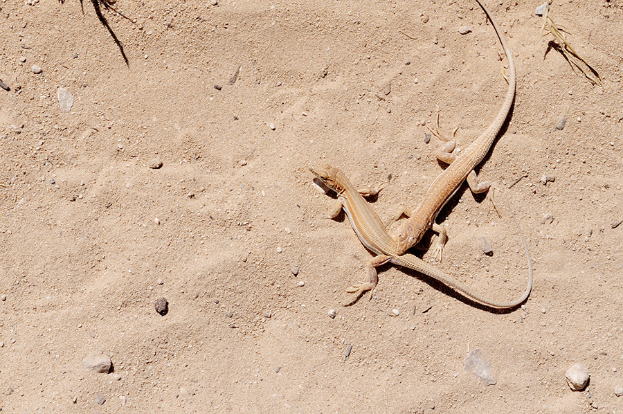 tunis-djerba-2009-43
