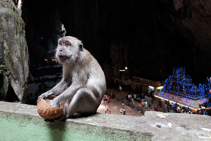 Makak v Batu Caves, Malajsie