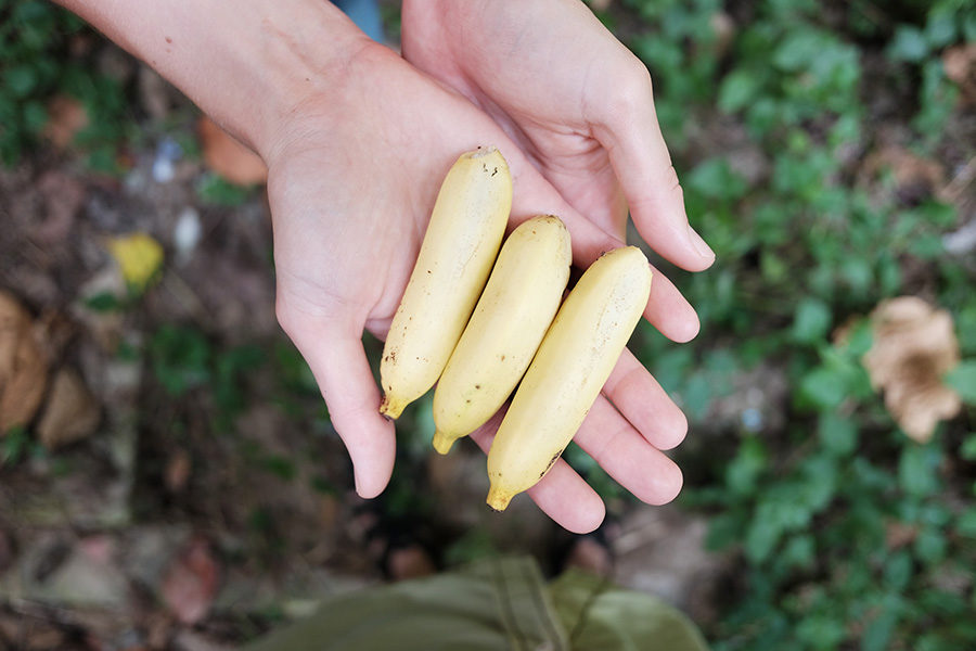 Malajské divoké banány, nedaleko Gua Tempurung, Malajsie