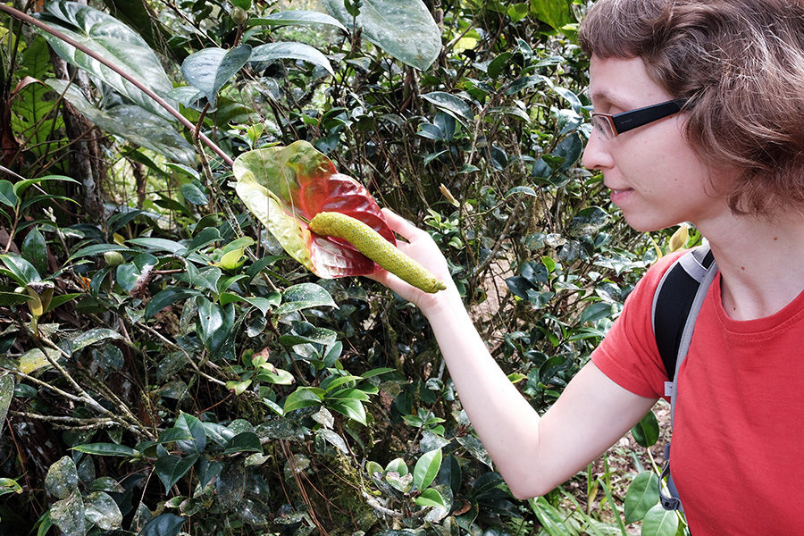Obří květy v Cameron Highlands, Malajsie