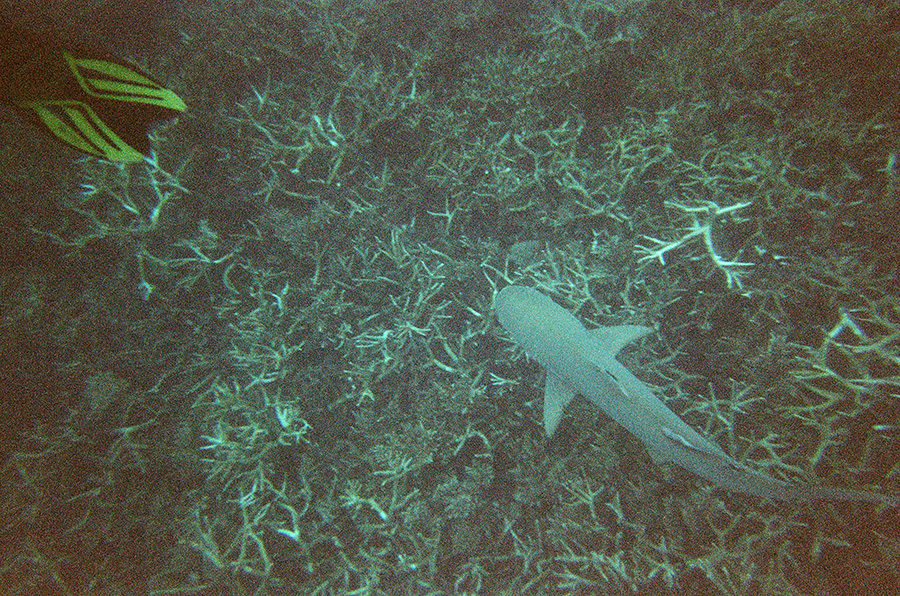 Žralok černoploutvý nad korály, Perhentian Kecil, Malajsie