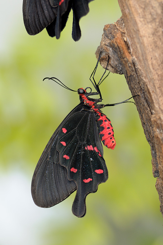 Skleník Fata Morgana - tropičtí motýli