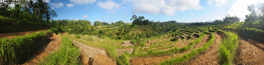Rýžové terasy na Bali