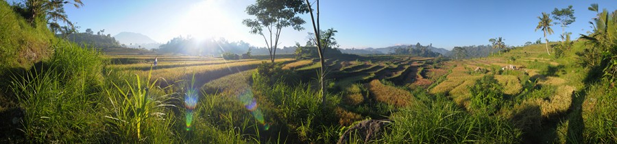 Rýžové terasy na Bali