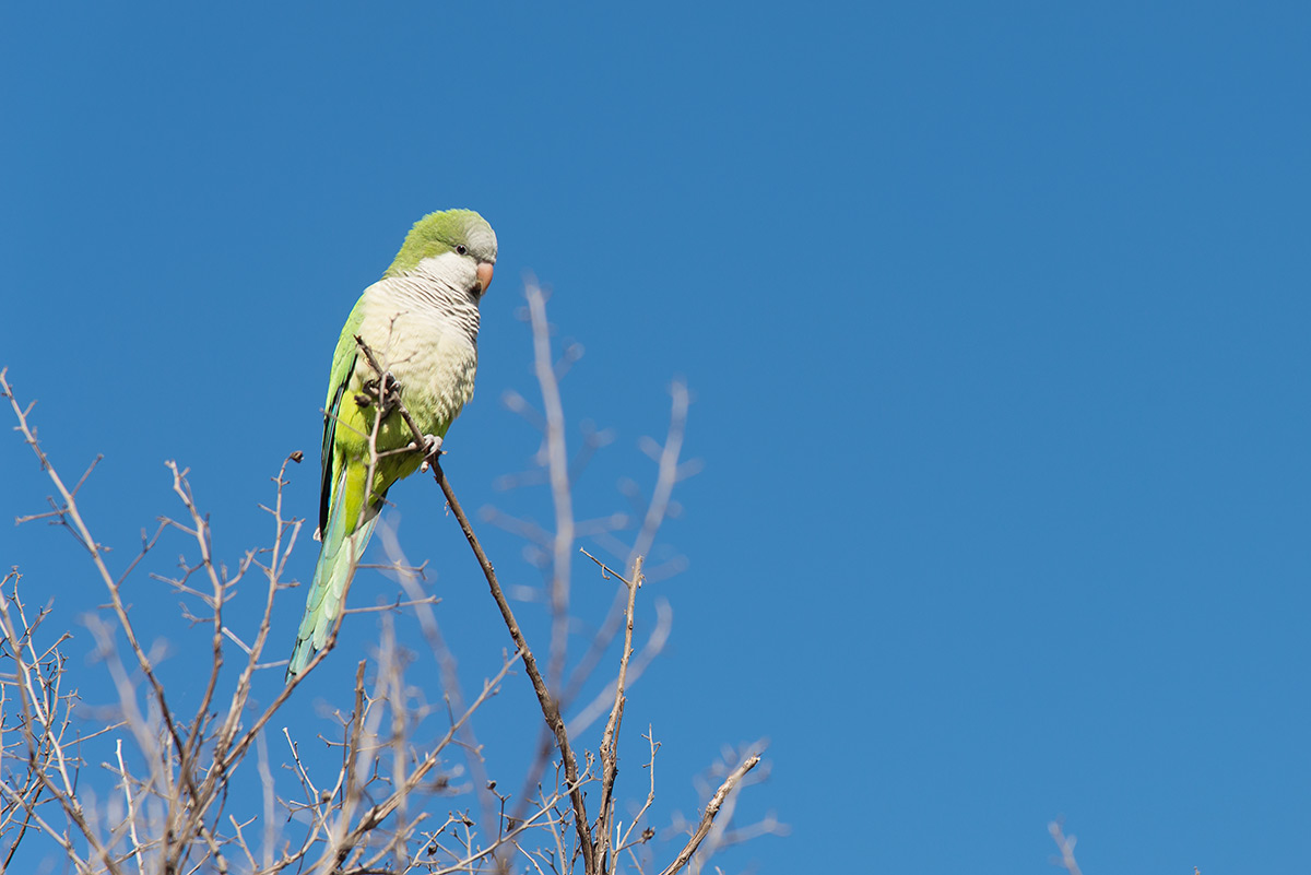 papoušek zelený